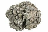 Fossil Crinoid (Platycrinites) - Crawfordsville, Indiana #262494-1